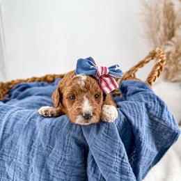 It's The Little Things- Candle Light - Red  female Goldendoodle puppy in Russell Springs, Kentucky from Milk & Honey Doodles