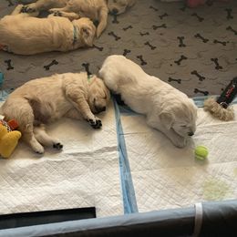 Golden Retriever Puppies from Daniel Ranch Golden Retrievers