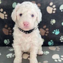 Black - White female Sheepadoodle puppy in Archer, Florida from Gainesville Sheepadoodles