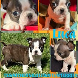 Luca - Red male Boston Terrier puppy in Brazos Point, Texas from TX Southern Belle Boston Terriers