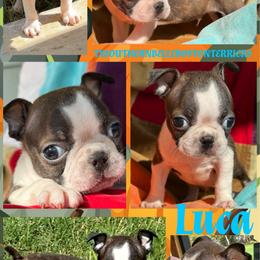Luca - Red male Boston Terrier puppy in Brazos Point, Texas from TX Southern Belle Boston Terriers
