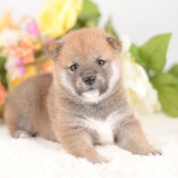 Saree Red Girl - Red female Shiba Inu puppy in Neosho, Missouri from Sunny Terrace Shibas
