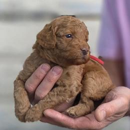 (Red Collar) Puddle - Red  male Goldendoodle puppy in Granite Falls Nc, North Carolina from Carolina Goldendoodles