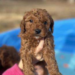 Black collar - Red  male Goldendoodle puppy in North Carolina from Lynes of Doodles