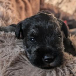 Sleighbell - Black and silver male Miniature Schnauzer puppy in Cody, Wyoming from Bliss Creek MTN Meadows
