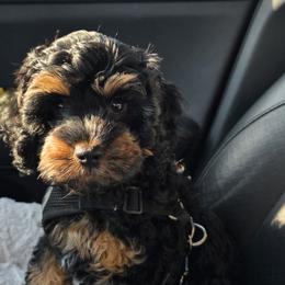 Cavapoo and Poodle Puppies from Huck's Adventures