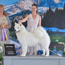 Krista - Samoyed
