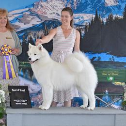 Krista - Samoyed