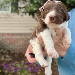 Truffle - Parti female Goldendoodle puppy in Mocksville, North Carolina from Little Bear Doodles
