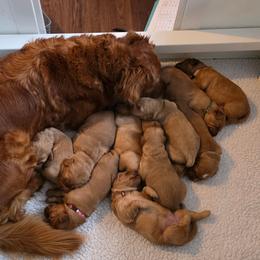 Boy 2 - Golden male Golden Retriever puppy in Albany, Oregon from Sutter Bay Retrievers