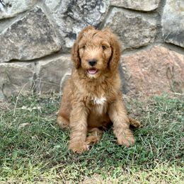 Boy 4 - Bernedoodle puppy in Yatesville, Georgia from High Hopes Doodles