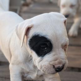 Pirata 1 - White male Dogo Argentino puppy in Pueblo, Colorado from Palace Guard Dogos