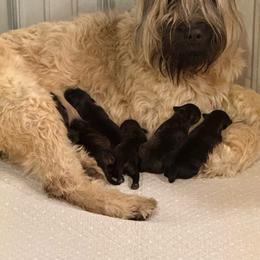 Monroe - Brindle female Bouvier des Flandres puppy in Hastings, Michigan from Perrin Bouviers