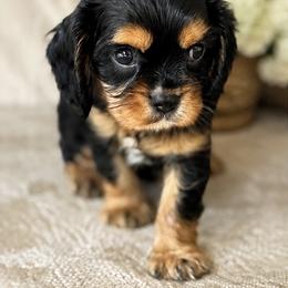 Winston - Black and tan male Cavalier King Charles Spaniel puppy in Mount Dora, Fl, Florida from Breezy Palms Cavaliers