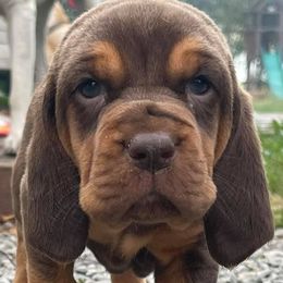 Bloodhounds from Coal Valley Kennels