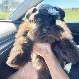 Jazzy - Miniature Schnauzer