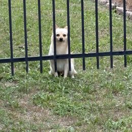 Milo - Pomeranian