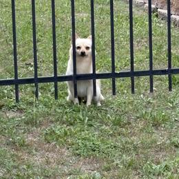 Milo - Pomeranian