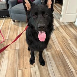 Max - Black seal German Shepherd puppy in Rio Rancho, New Mexico from Canis Empire GSD