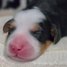 First litter pick, Male - Tri-color male Bernedoodle puppy in Blanco, Texas from Texas Hill Country Sheepadoodles & Bernedoodles
