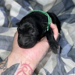 Green Collar Black Male - Peter - Black male German Shepherd puppy in Adelanto, California from Würdighaus Kennels