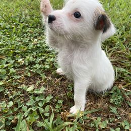 Parson Russell Terrier Puppies from Deep Creek Welsh Farm