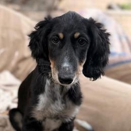 Nalini - Grey Collar - Black female Saluki puppy in Los Angeles, California from Srinagar Salukis
