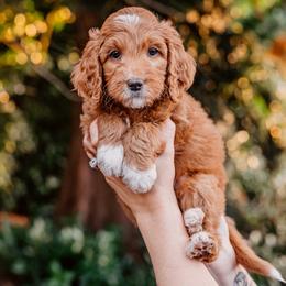 Blue boy - Red  male Goldendoodle puppy in Damascus, Oregon from Emma Doodles