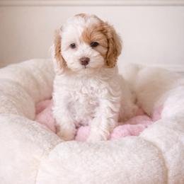 Chanel - Caramel cream female Australian Labradoodle puppy in Aurora, Oregon from Divine Poodles