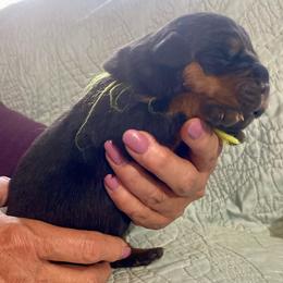 Rain - Black and mahogany female Rottweiler puppy in Crothersville, Indiana from The Solid Rock Kennel