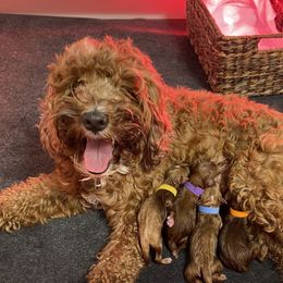 Australian Labradoodle Puppies from Kippy’s Farm Australian Labradoodles