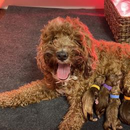 Australian Labradoodle Puppies from Kippy’s Farm Australian Labradoodles