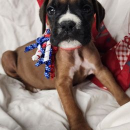 Pink - Fawn female Boxer puppy in Aurora, Missouri from Pick A Pup
