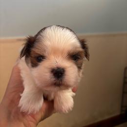 Girl 1 - Gold and white female Shih Tzu puppy in Manlius, New York from Dorothy Agrippino's Shih Tzus