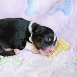 Biscuit - Black tri male Miniature Australian Shepherd puppy in Chesapeake, Virginia from Beaver Dam Mini Aussies