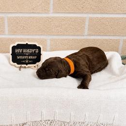 MTNest's Wyatt Earp - Chocolate male Goldendoodle puppy in Clyde, Texas from MTNest Doodles