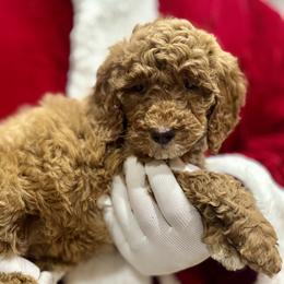 Leah - Brown Female - Red  female Goldendoodle puppy in Gilbert, Arizona from Azbernedoodlepuppies