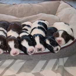 Cocker Spaniels and English Springer Spaniels from Mattson Equine Horse & Hound