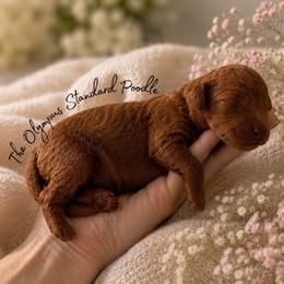 Bo-Katan Kryze - Red  female Poodle puppy in Spring Hills, Florida from The Olympus Standard Poodle