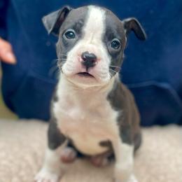 Salem - Black female American Staffordshire Terrier puppy in Monroe, Georgia from Irresistibull Staffords
