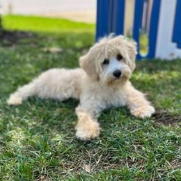Izzie - Caramel ice female Australian Labradoodle puppy in Raleigh, North Carolina from Happy Tails Labradoodles