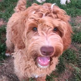 Australian Labradoodle Puppies from GorgeousDoodles