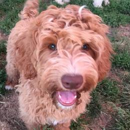 Australian Labradoodle Puppies from GorgeousDoodles