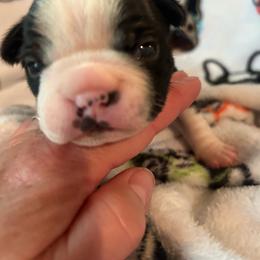 Skye - Black and white female Boston Terrier puppy in Whittemore, Michigan from Woof Pack