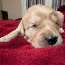 White - Dark golden female Golden Retriever puppy in Madison, Ohio from Heckmans English Cream Golden Retrievers