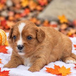 Rosie - Red female Cavapoo puppy in Narvon, Pennsylvania from Stoltzfus Family Puppies (license number 18844)