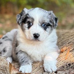 Bee - Blue merle female Australian Shepherd puppy in Argyle, Iowa from Country Time Kennels