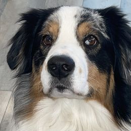 Trooper - Australian Shepherd