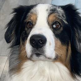 Trooper - Australian Shepherd