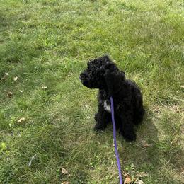 Available Girl - Black female Barbet puppy in Sioux City, Iowa from Gemms Affenpinschers, Barbets and Tibetan Terriers